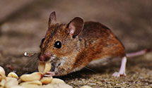 24 Hour & Emergency Exterminators in Adair, IA
